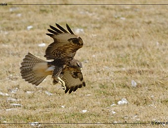 Animali 118